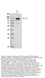 Anti-CD146/MCAM Antibody Picoband®