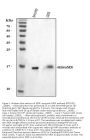 Anti-Midkine/MDK Antibody Picoband®