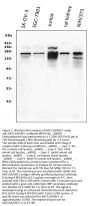 Anti-KAT13A/SRC1/NCOA1 Antibody Picoband®