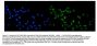 Anti-KAT13A/SRC1/NCOA1 Antibody Picoband®