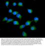 Anti-PKC delta/PRKCD Antibody Picoband®