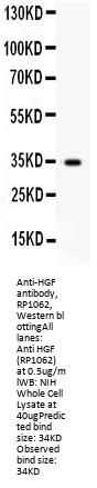 Anti-Hepatocyte growth factor HGF Antibody PicobandÂ®