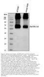 Anti-EAAT2/GLT-1/SLC1A2 Antibody PicobandÂ®