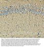 Anti-EAAT2/GLT-1/SLC1A2 Antibody PicobandÂ®
