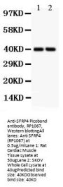 Anti-SFRP4 Antibody PicobandÂ®
