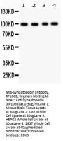 Anti-Synaptopodin/SYNPO Antibody Picoband®