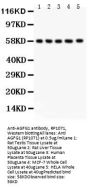 Anti-AGFG1 Antibody Picoband®