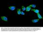 Anti-AGFG1 Antibody Picoband®