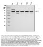 Anti-Transcription factor Sp1 SP1 Antibody Picoband®