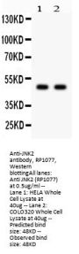 Anti-JNK2/MAPK9 Antibody Picoband®