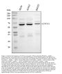 Anti-CYP7A1 Antibody Picoband®
