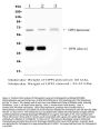 Anti-Osteopontin/SPP1 Antibody Picoband®