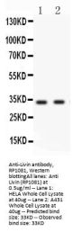 Anti-Livin/BIRC7 Antibody PicobandÂ®