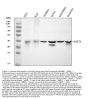 Anti-Protein Wnt-7a Wnt7a Antibody Picoband®