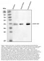 Anti-HSD11B2 Antibody Picoband®