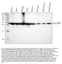 Anti-SIAH Interacting Protein/CACYBP Antibody Picoband®