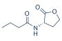 N-Butanoyl-L-homoserine lactone