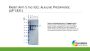 Rabbit Anti-S tag IgG: Alkaline Phosphatase;100ug