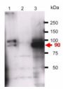 Anti TRPV 4 pAb
