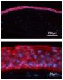Anti Keratin 12 pAb