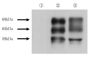 Anti Tau, phospho Ser416 pAb