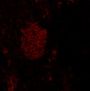 Anti Motor Neuron And Pancreas Homeobox 1 (HLXB9/MNX1) pAb (Rabbit, Affinity Purified)