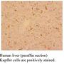 Anti MSR-A (CD204) mAb (Clone SRA-E5, IgG1)