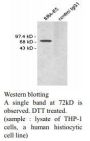 Anti MSR-A (CD204) mAb (Clone SRA-E5, IgG1)