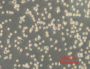 KBM Trypsin AOF