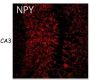 Anti NPY pAb (Rabbit, Purified)