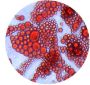 Lipid Assay Kit