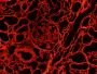 Anti Collagen 4 (ALPHA)2(IV) mAb (Clone H25, Texas Red)