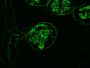 Anti Collagen 4 (ALPHA)5(IV) mAb (Clone H53, Fluorescein Labeled)