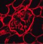 Anti-Collagen 4 Cocktail mAb (Clones H53, B51, H25)
