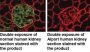 Anti-Collagen 4 Cocktail mAb (Clones H53, B51, H25)