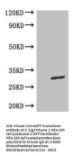 Mouse Anti-GFP monoclonal antibody