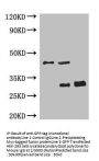 Mouse Anti-GFP monoclonal antibody