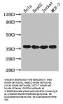 GAPDH Monoclonal Antibody