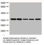 GAPDH Monoclonal Antibody