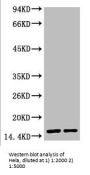 COX4I1 Monoclonal Antibody