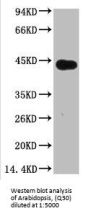 Plant actin Monoclonal Antibody