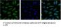 AQP4 Monoclonal Antibody