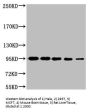 CTNNB1 Monoclonal Antibody
