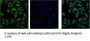 EFHD1 Monoclonal Antibody