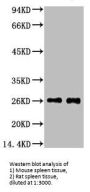EFHD1 Monoclonal Antibody