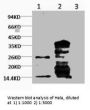 Mono-Methyl-Histone H3(K79) Monoclonal Antibody