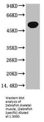 TUBB3 Monoclonal Antibody
