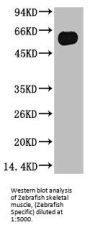 TUBB3 Monoclonal Antibody