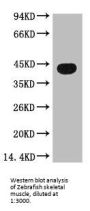 ACTB Monoclonal Antibody