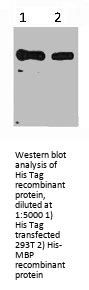 His-Tag Monoclonal Antibody